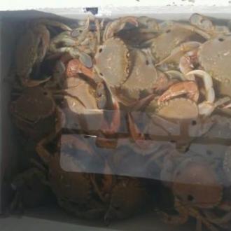 crabbing_in_the_gippsland_lakes_20170202_1805692153