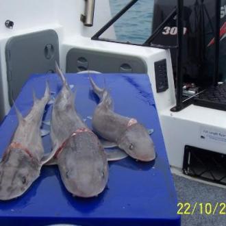 fishing_20111101_1250854591
