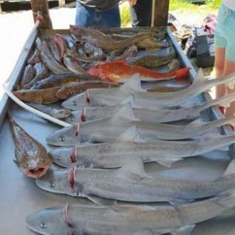 lakes_charters_fishing_20160109_1337375500