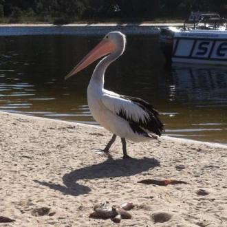 pelican_20120411_1570683989