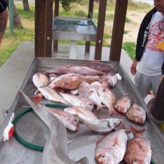 snapper_20130729_1585021919