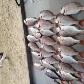 snapper_20130729_1776673993
