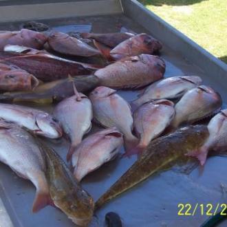 snapper_fishing_20111223_1005776075
