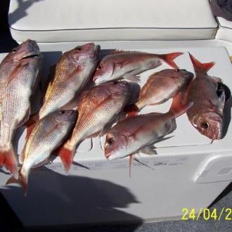 snapper_fishing_20111223_1819012066