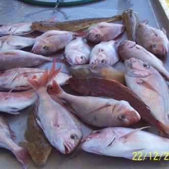 snapper_fishing_20111223_2056670645
